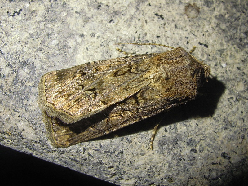 varie Agrotis sp